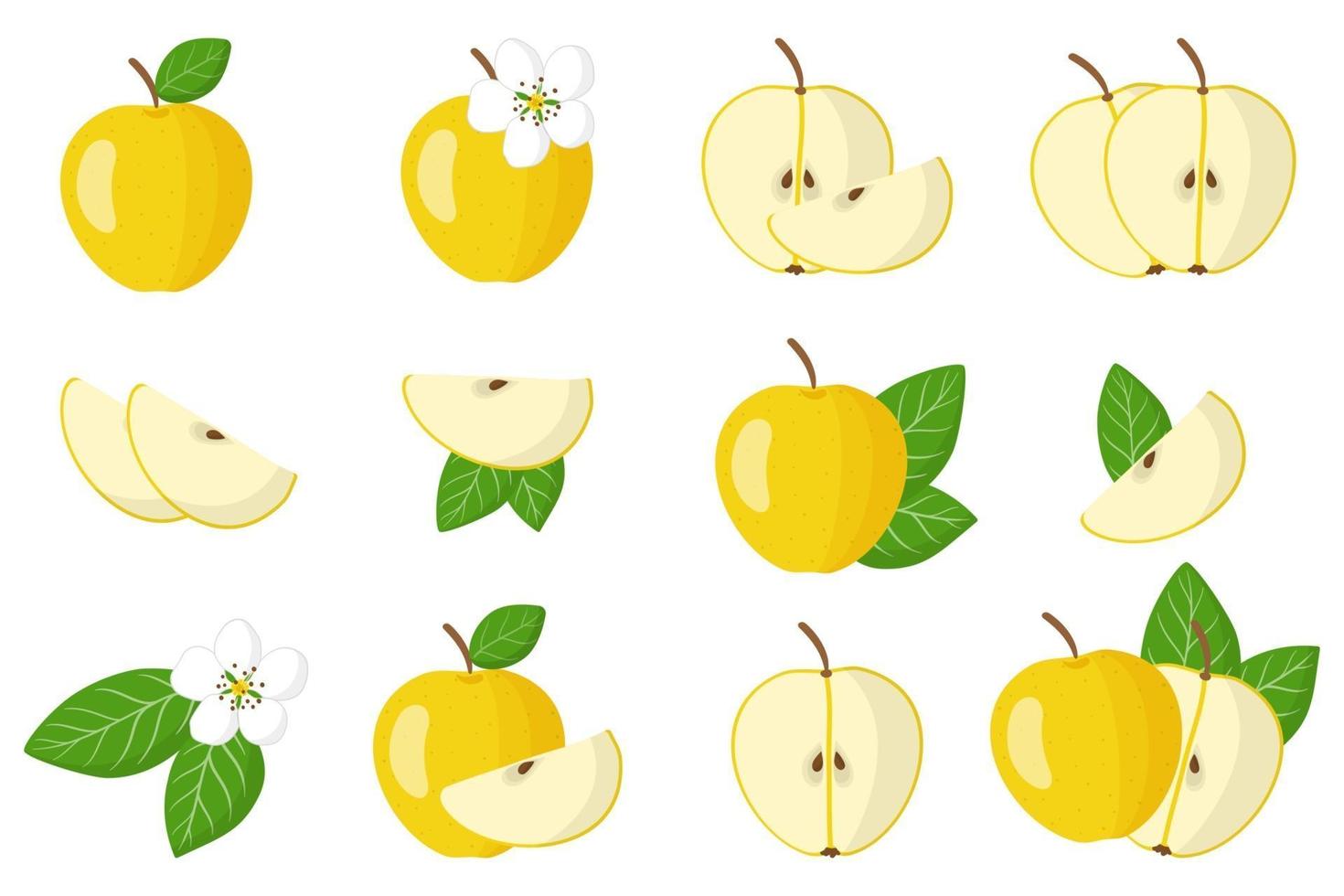 conjunto de ilustraciones con frutas exóticas de manzana amarilla, flores y hojas aisladas sobre fondo blanco. vector