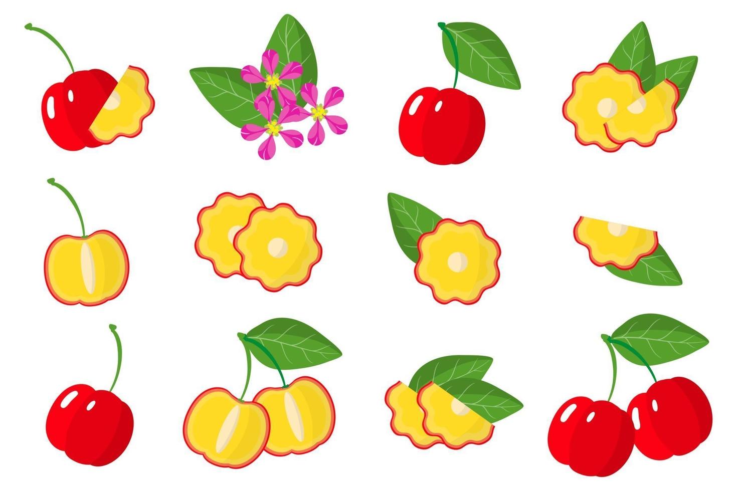 Set of illustrations with Acerola exotic fruits, flowers and leaves isolated on a white background. vector