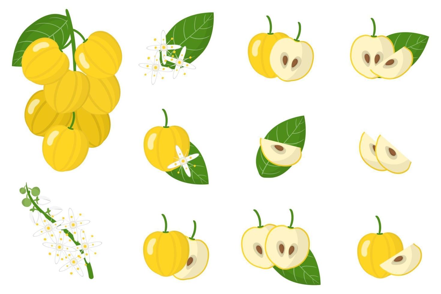 conjunto de ilustraciones con acroniquia frutas exóticas, flores y hojas aisladas sobre fondo blanco. vector