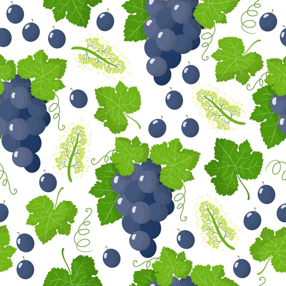 Vector cartoon seamless pattern with Vitis vinifera or White grape exotic fruits, flowers and leafs on white background