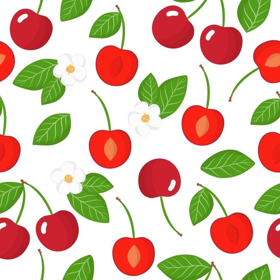 Vector cartoon seamless pattern with Prunus subgen. Cerasus or cherry exotic fruits flowers and leaf on white background