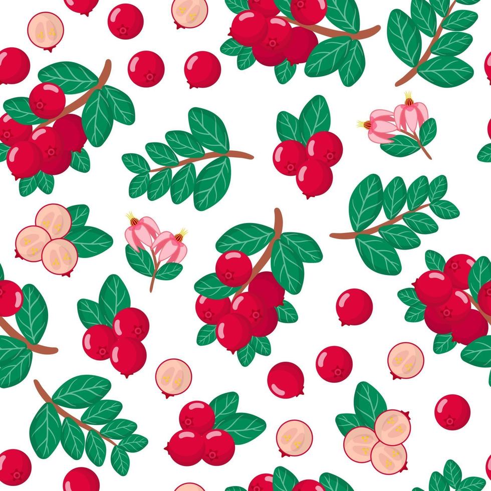 Vector cartoon seamless pattern with Cranberries exotic fruits, flowers and leafs on white background