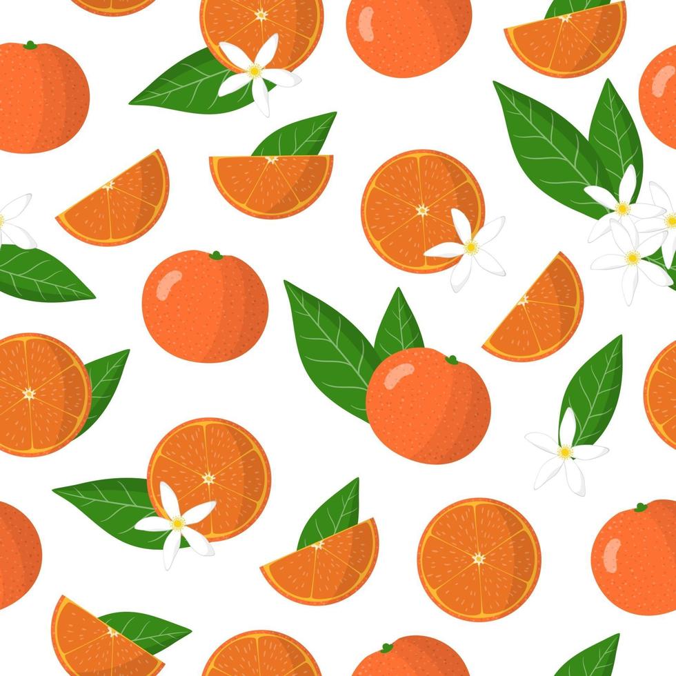 Vector cartoon seamless pattern with Citrus clementina or Clementine exotic fruits flowers and leafs on white background