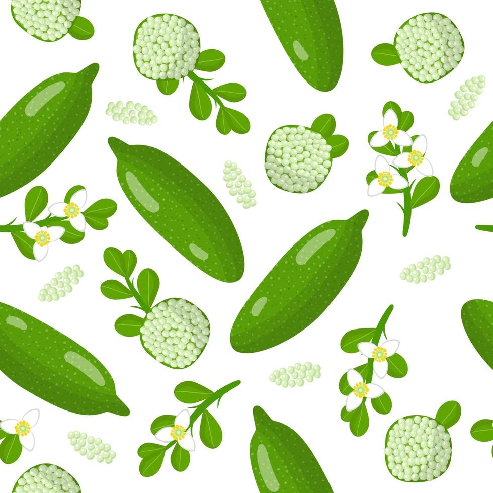 Vector cartoon seamless pattern with Australian finger caviar lime exotic fruits, flowers and leafs on white background