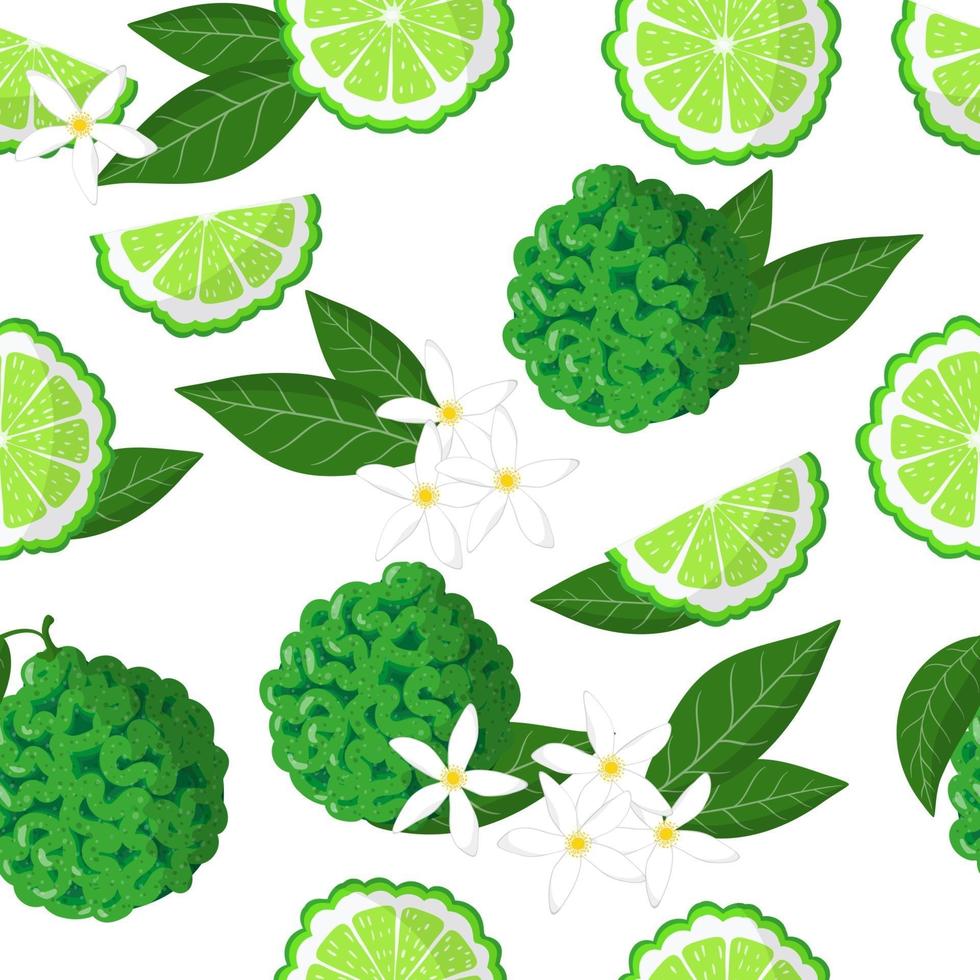 Vector cartoon seamless pattern with Citrus bergamia or the bergamot exotic fruits flowers and leafs on white background