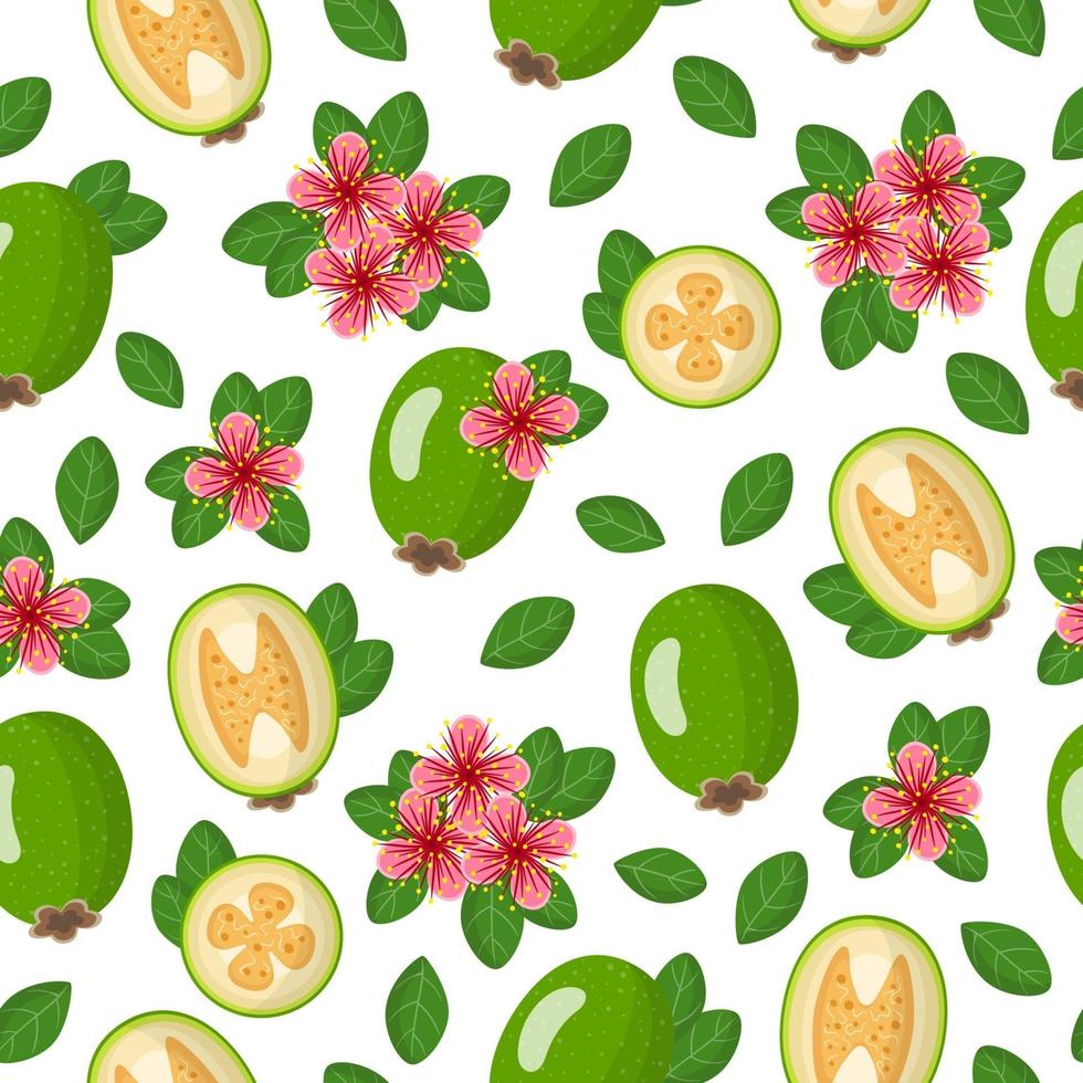 Vector de dibujos animados de patrones sin fisuras con acca sellowiana o feijoa frutas exóticas, flores y hojas sobre fondo blanco.