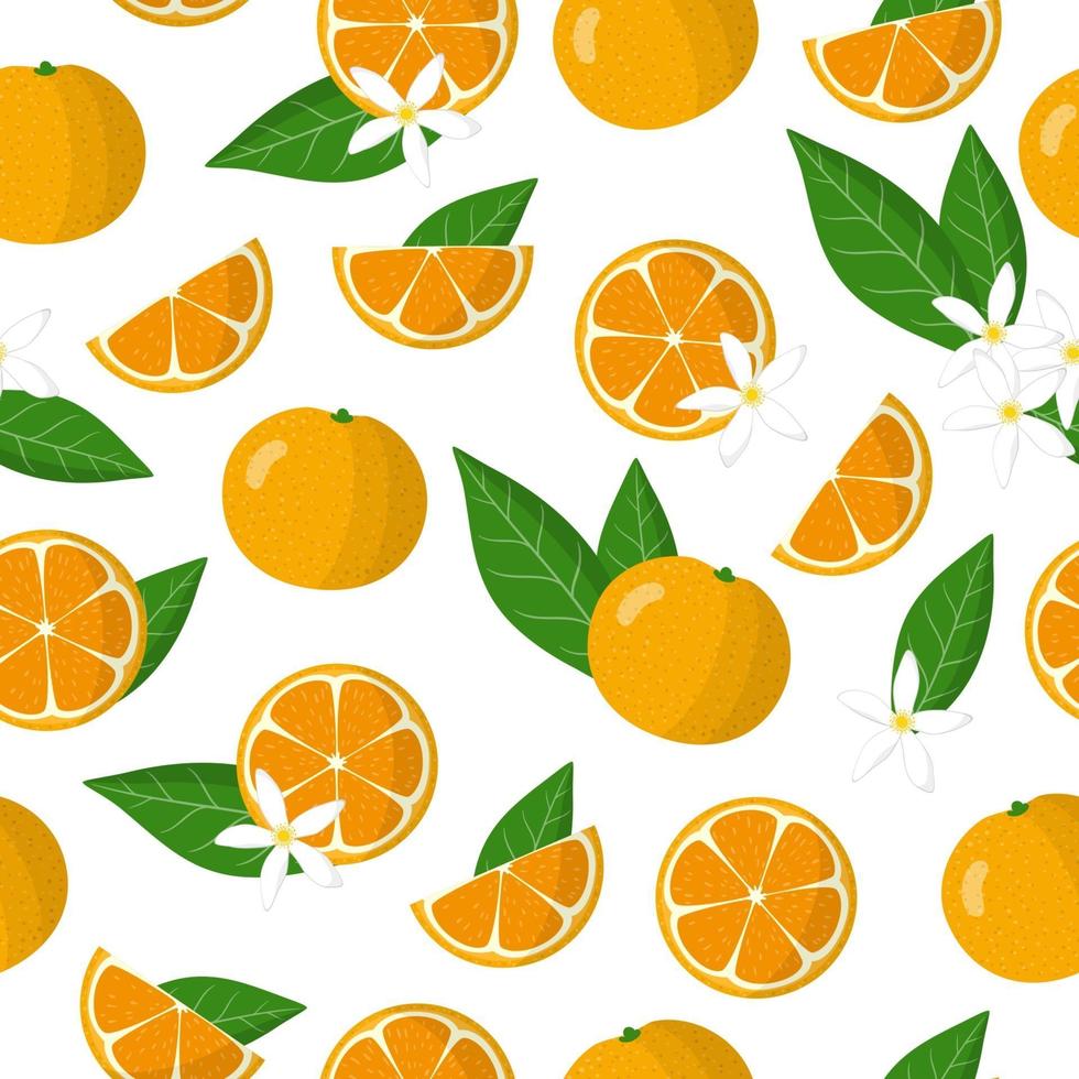 Vector cartoon seamless pattern with Calamondin or Citrofortunella exotic fruits, flowers and leafs on white background