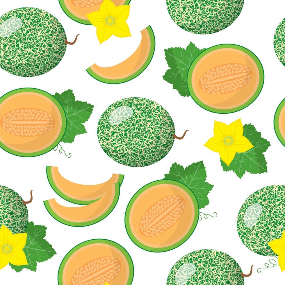 Vector cartoon seamless pattern with Cantalupensis or Cucumis melo exotic fruits, flowers and leafs on white background