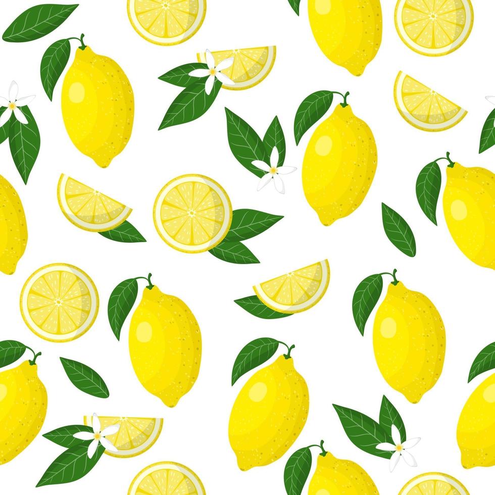 Vector cartoon seamless pattern with Citrus limon or Lemon exotic fruits, flowers and leafs on white background