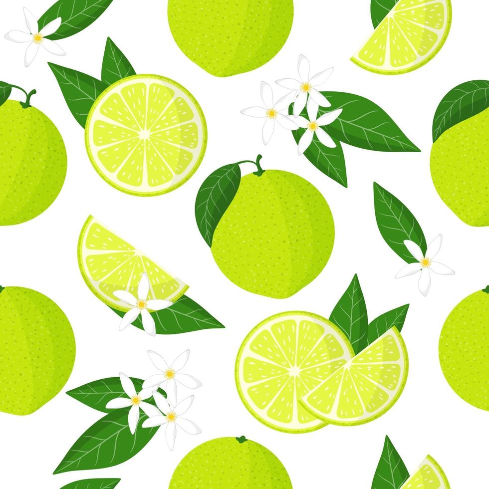 Vector cartoon seamless pattern with Citrus limetta or sweet lime exotic fruits, flowers and leafs on white background