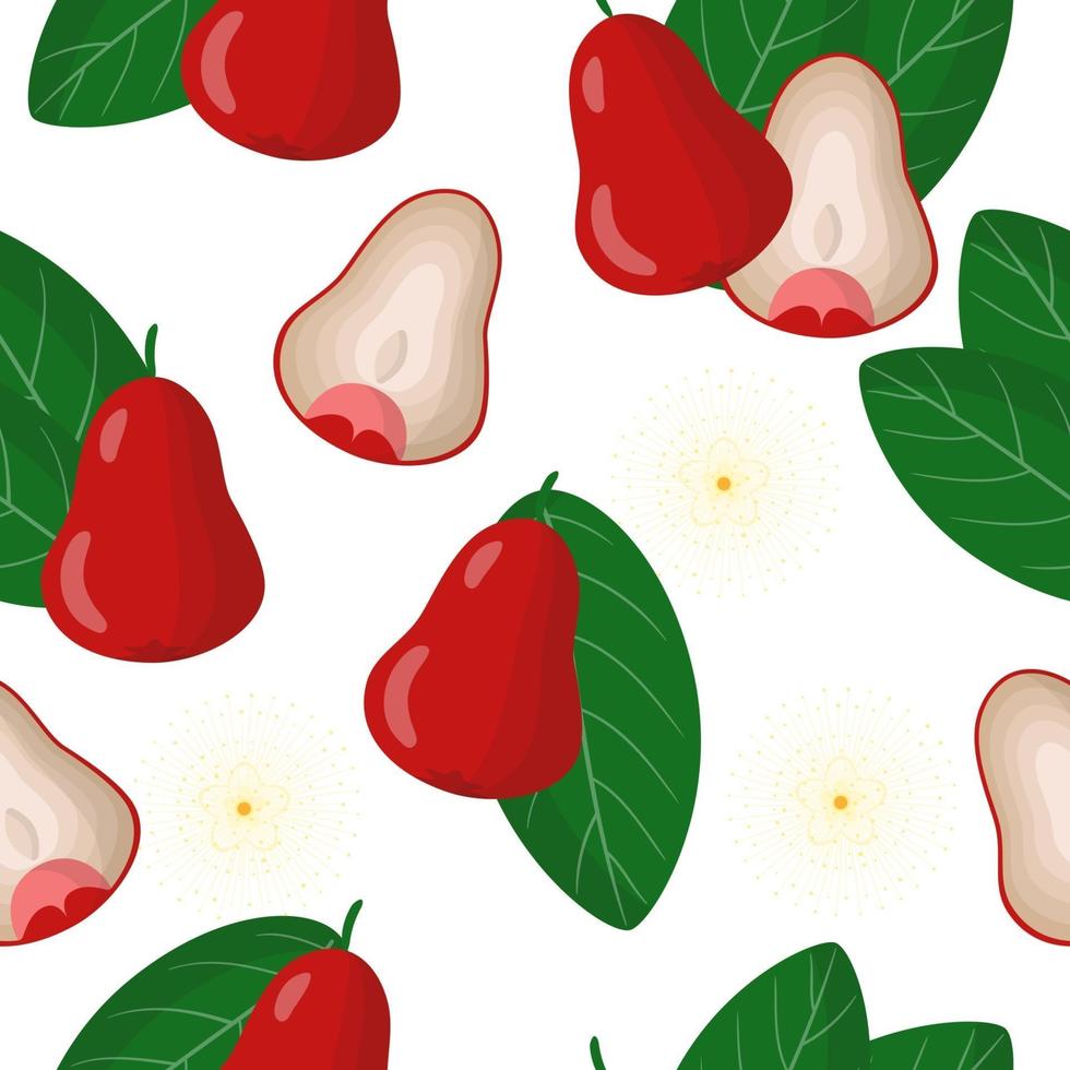 Vector cartoon seamless pattern with Syzygium aqueum or jambu exotic fruits, flowers and leafs on white background