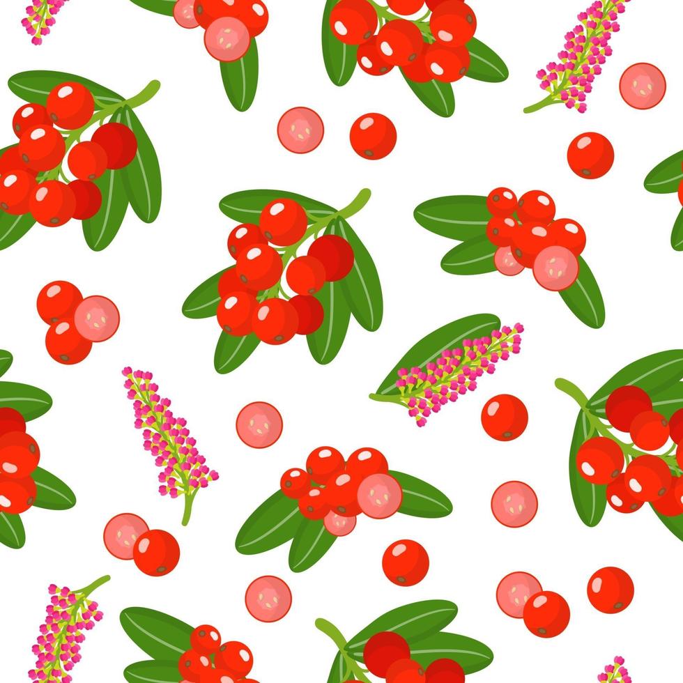 Vector cartoon seamless pattern with Shepherdia or buffaloberry exotic fruits, flowers and leafs on white background