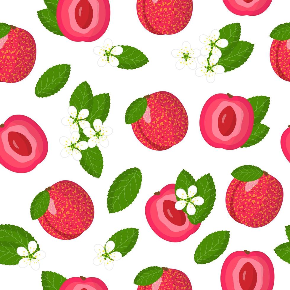 Vector cartoon seamless pattern with Plum Apricot hybrid or Pluot exotic fruits, flowers and leafs on white background