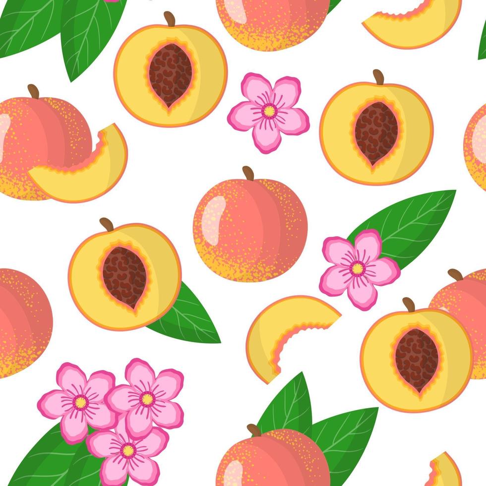 Vector cartoon seamless pattern with Prunus persica or Peach exotic fruits, flowers and leafs on white background