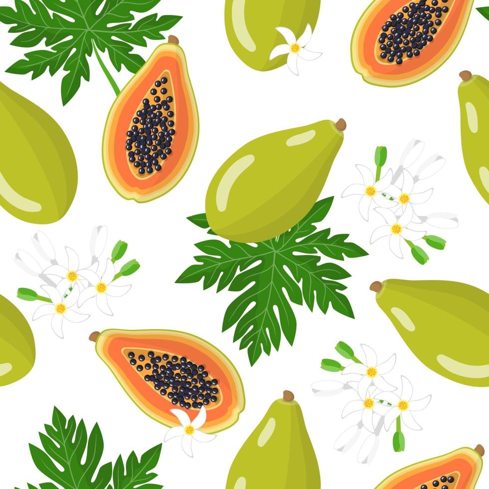 Vector cartoon seamless pattern with Carica papaya or Melon tree exotic fruits, flowers and leafs on white background