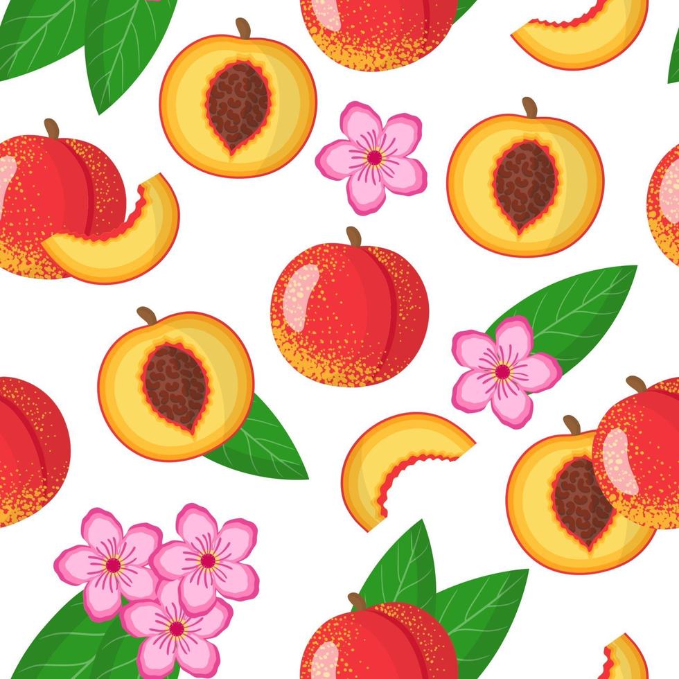Vector cartoon seamless pattern with Prunus persica or Nectarine exotic fruits, flowers and leafs on white background
