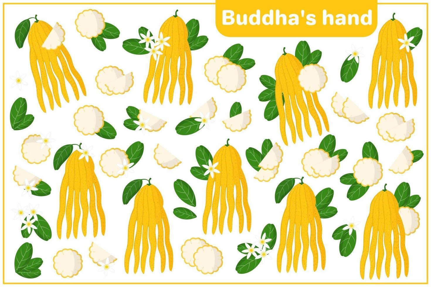 Set of vector cartoon illustrations with whole, half, cut slice Buddha's hand exotic fruits, flowers and leaves isolated on white background