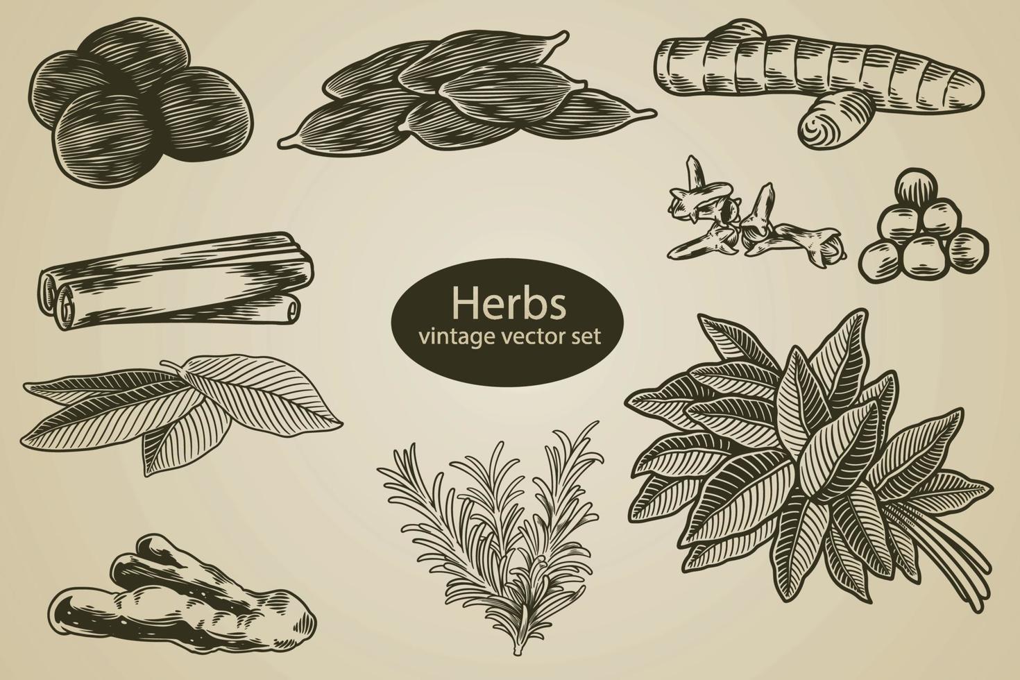 Collection of spices and herbs. Isolated set of cinnamon, turmeric, cloves, nutmeg etc. Hand drawn branches and leaves vintage engraving sketch. Vector food and ingredient illustration