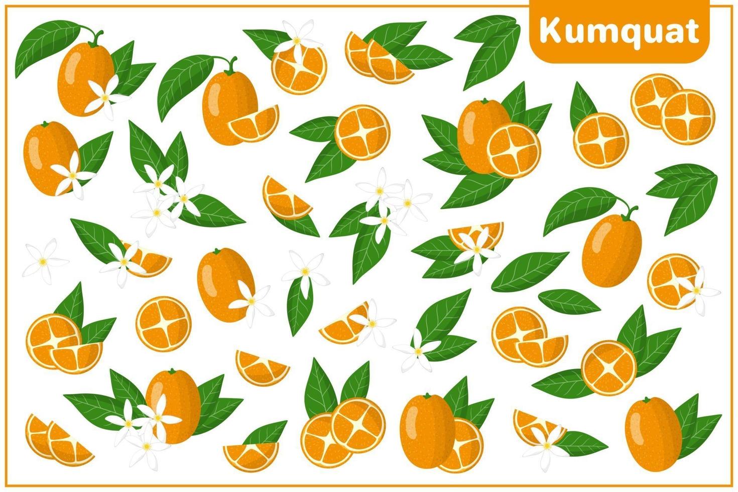 Conjunto de ilustraciones de dibujos animados vectoriales con kumquat frutas exóticas, flores y hojas aisladas sobre fondo blanco vector