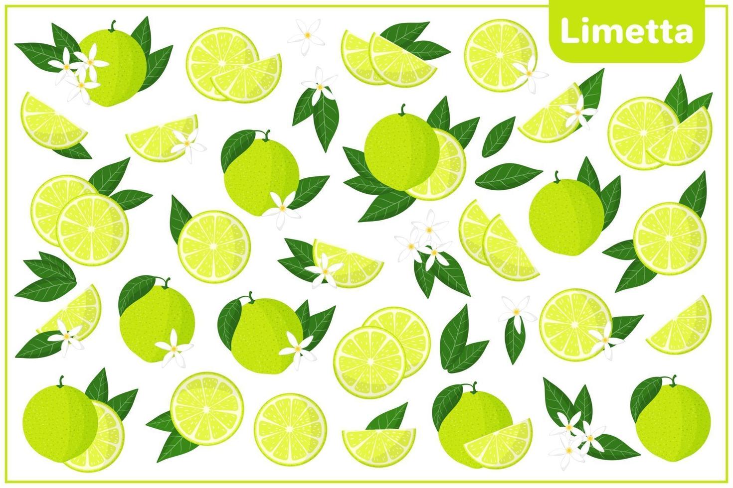 Set of vector cartoon illustrations with Limetta exotic fruits, flowers and leaves isolated on white background