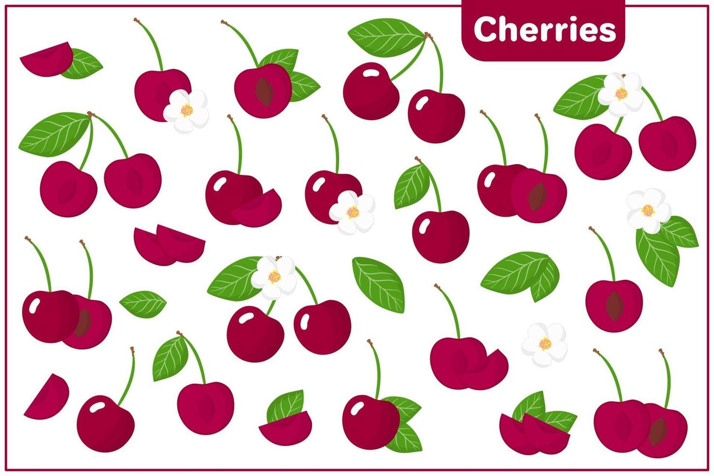 Set of vector cartoon illustrations with Cherries exotic fruits, flowers and leaves isolated on white background