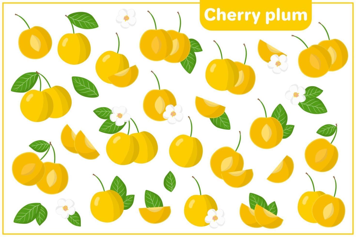 Set of vector cartoon illustrations with Cherry Plum exotic fruits, flowers and leaves isolated on white background