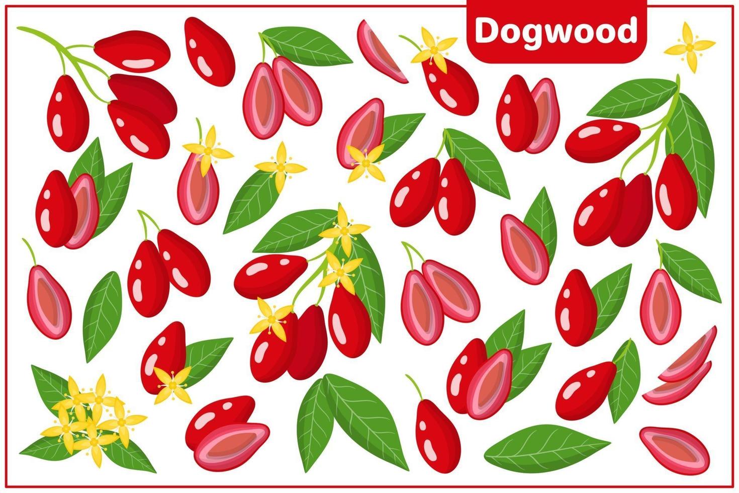 Set of vector cartoon illustrations with Dogwood exotic fruits, flowers and leaves isolated on white background