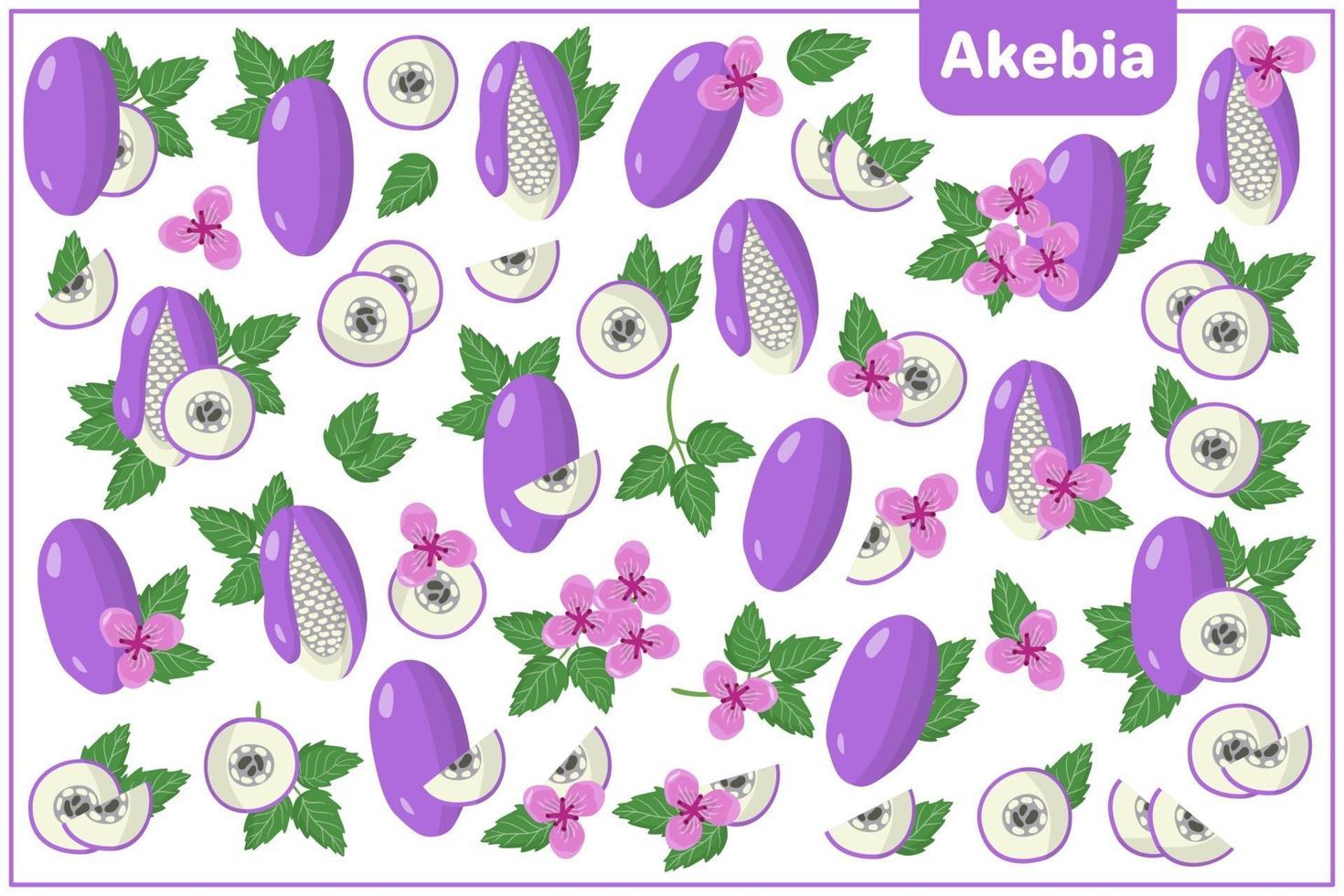 Set of vector cartoon illustrations with Akebia exotic fruits, flowers and leaves isolated on white background