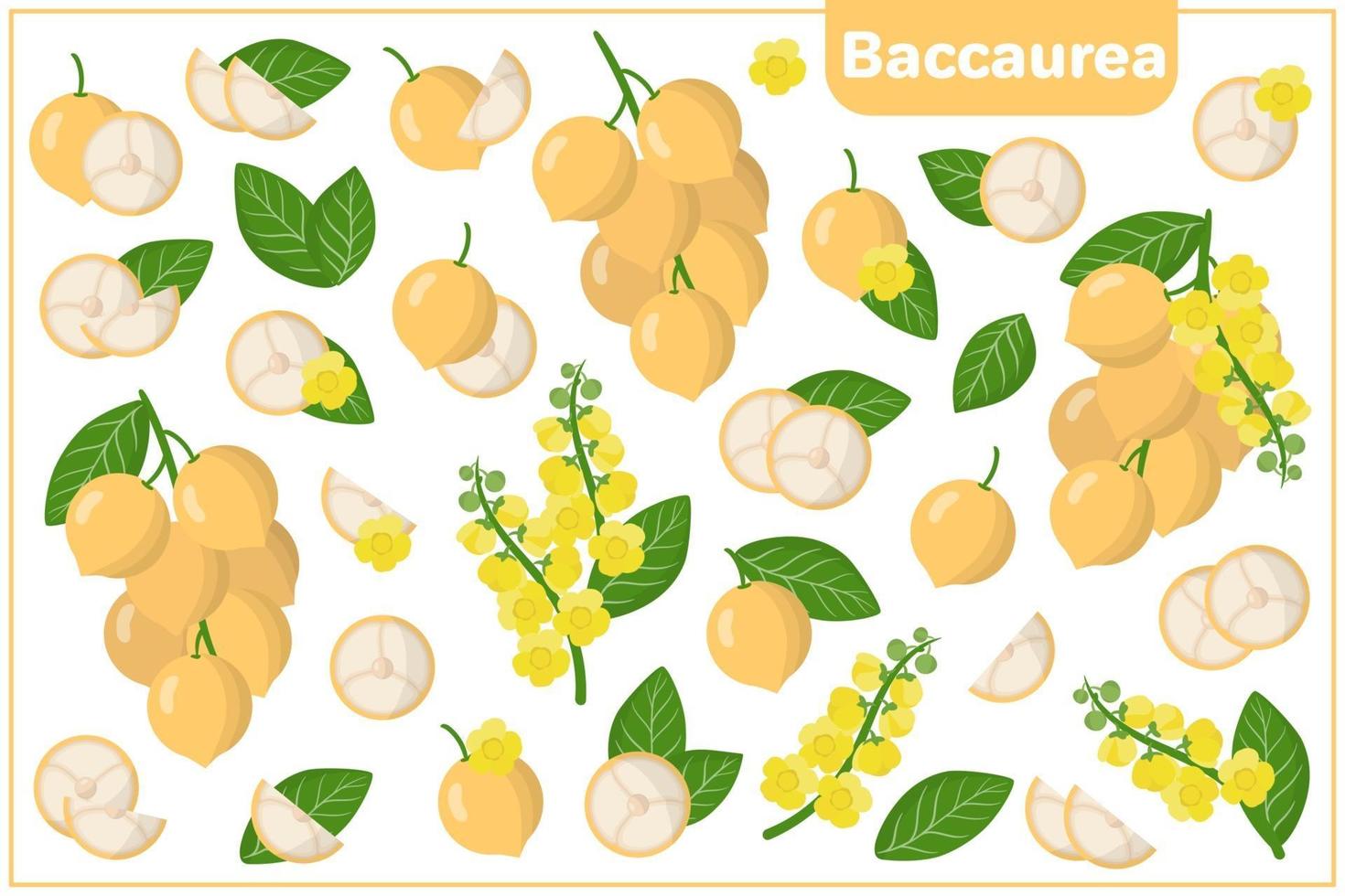 Set of vector cartoon illustrations with Baccaurea exotic fruits, flowers and leaves isolated on white background
