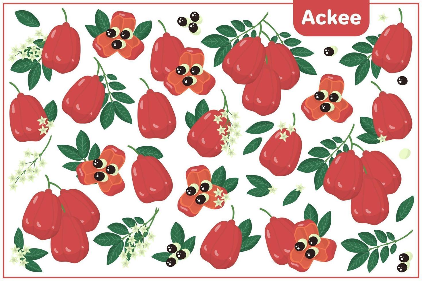 Set of vector cartoon illustrations with Ackee exotic fruits, flowers and leaves isolated on white background
