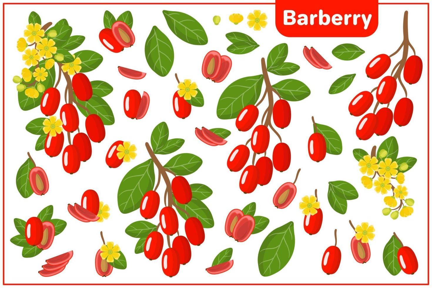 Set of vector cartoon illustrations with Barberry exotic fruits, flowers and leaves isolated on white background