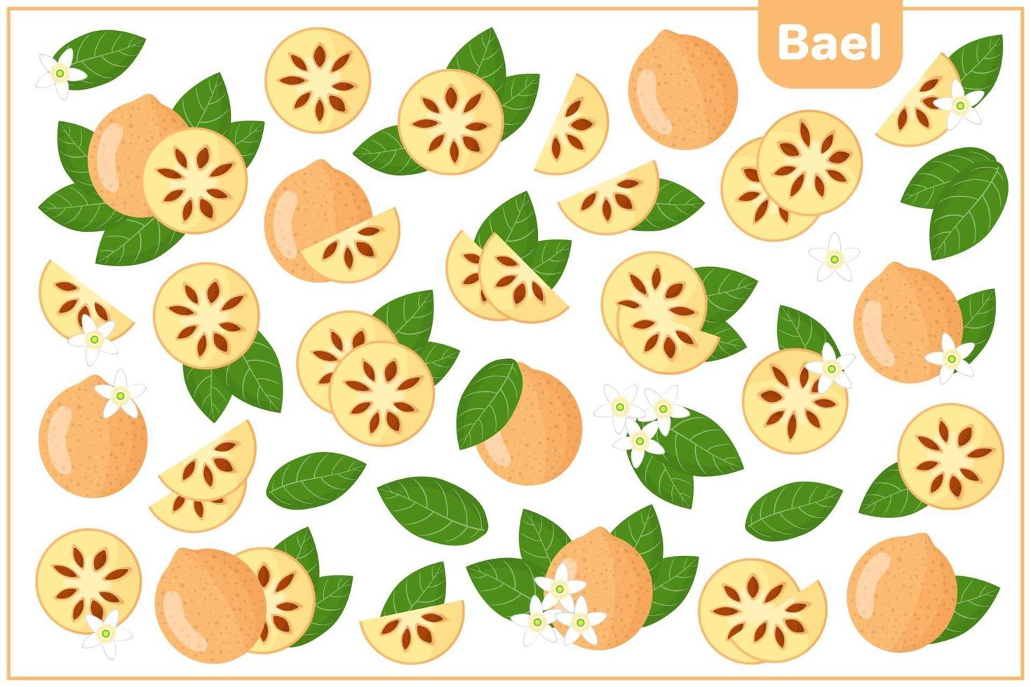 Set of vector cartoon illustrations with Bael exotic fruits, flowers and leaves isolated on white background