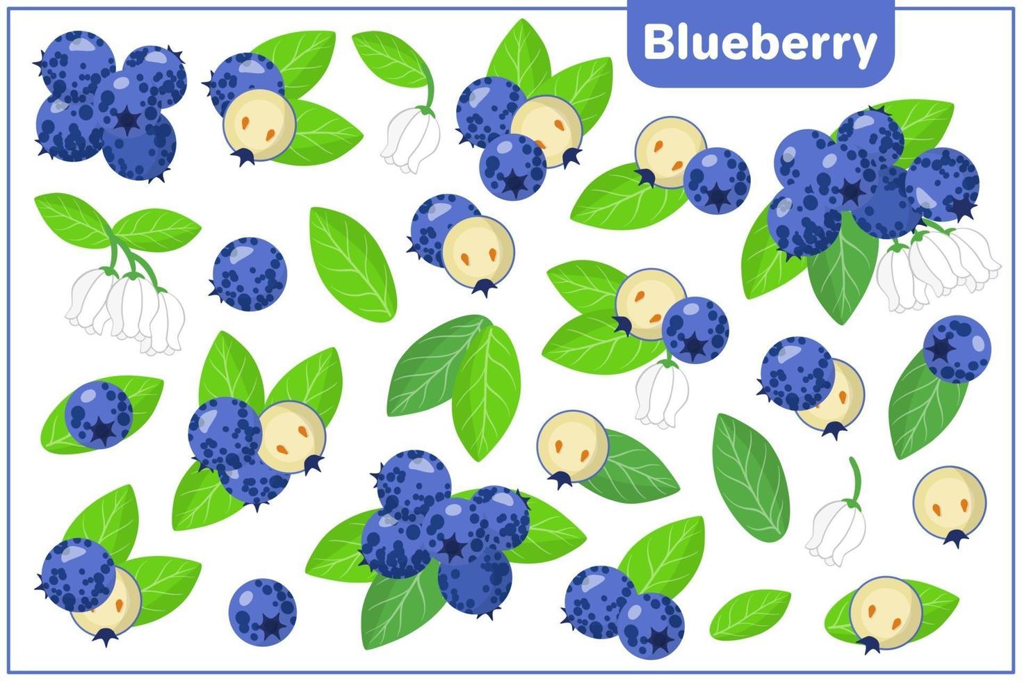 Set of vector cartoon illustrations with Blueberry exotic fruits, flowers and leaves isolated on white background