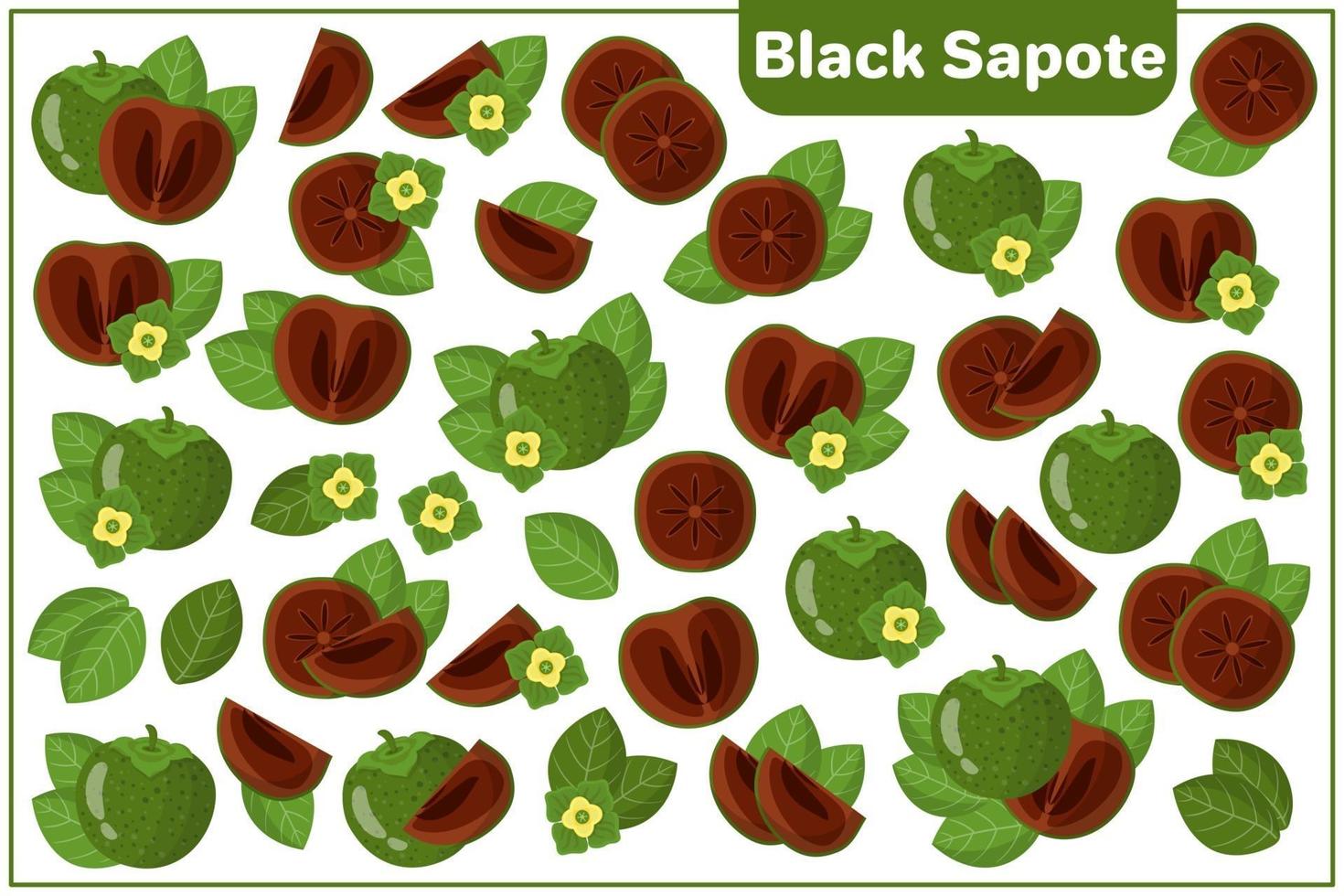 Set of vector cartoon illustrations with Black Sapote exotic fruits, flowers and leaves isolated on white background