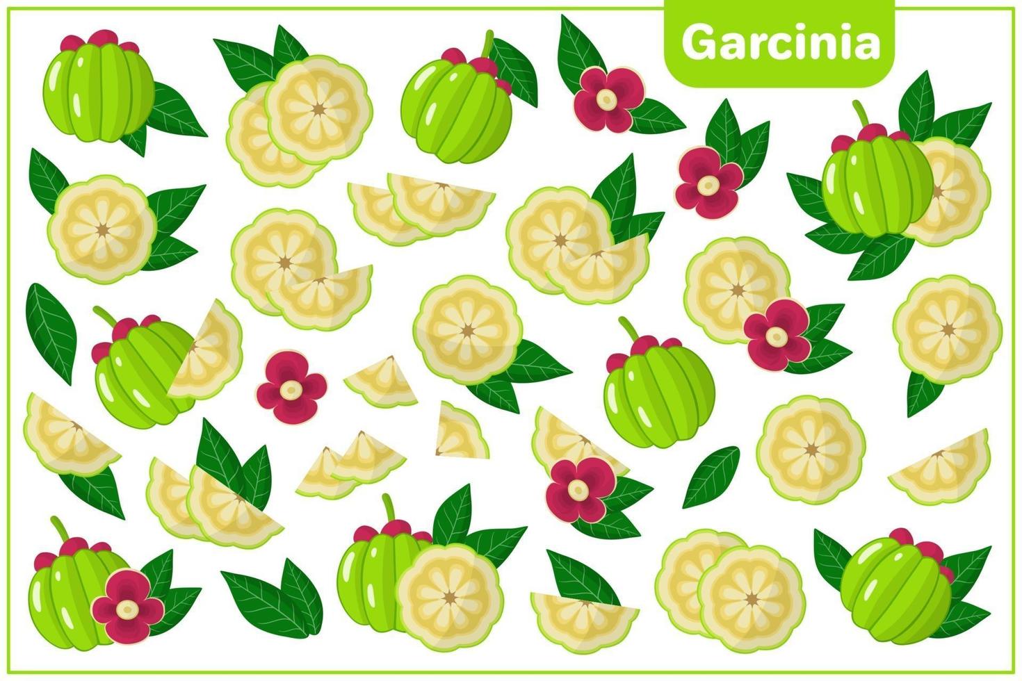 Set of vector cartoon illustrations with Garcinia exotic fruits, flowers and leaves isolated on white background