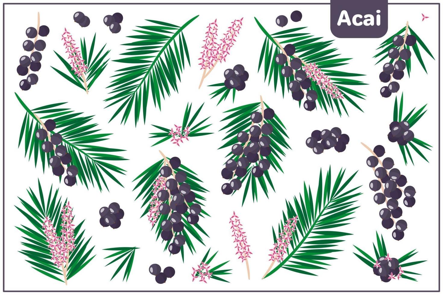 Set of vector cartoon illustrations with Acai exotic fruits isolated on white background