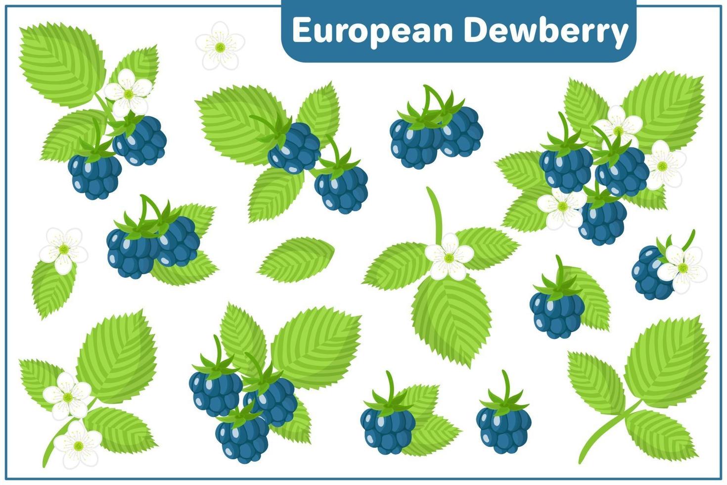 Set of vector cartoon illustrations with European Dewberry exotic fruits isolated on white background
