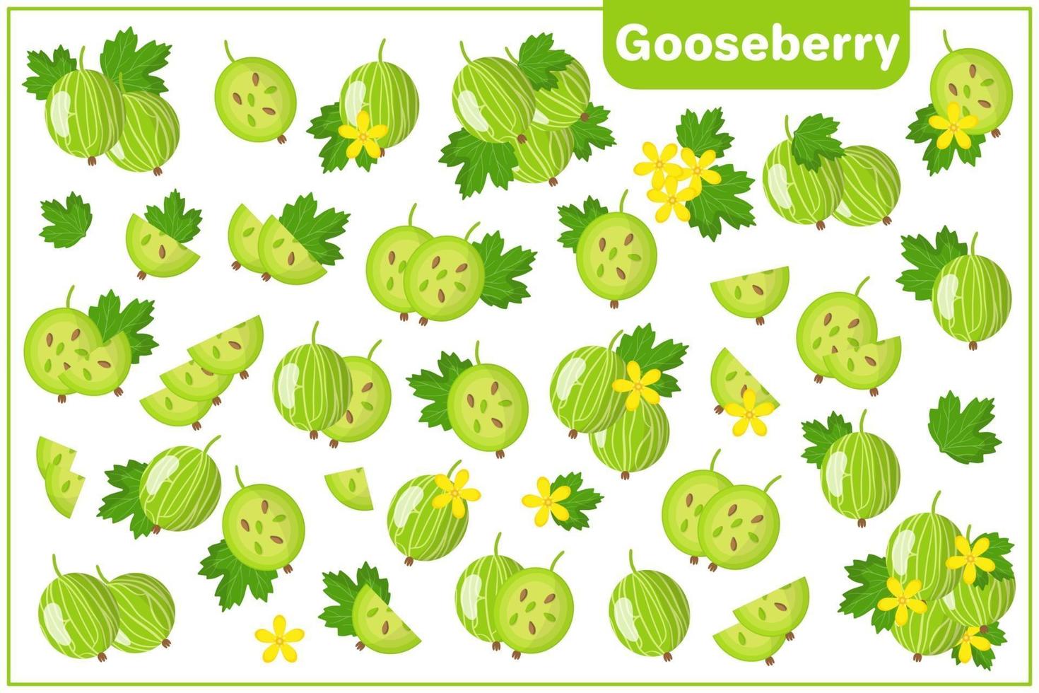 Set of vector cartoon illustrations with Gooseberry exotic fruits, flowers and leaves isolated on white background
