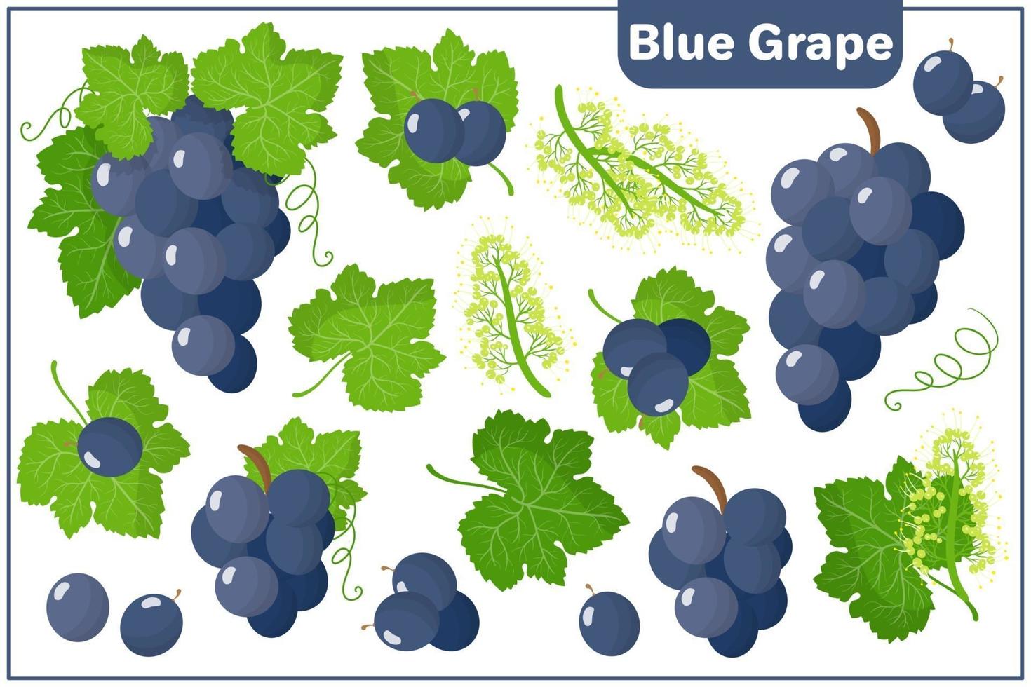 Conjunto de ilustraciones de dibujos animados de vectores con frutas exóticas de uva azul aislado sobre fondo blanco.