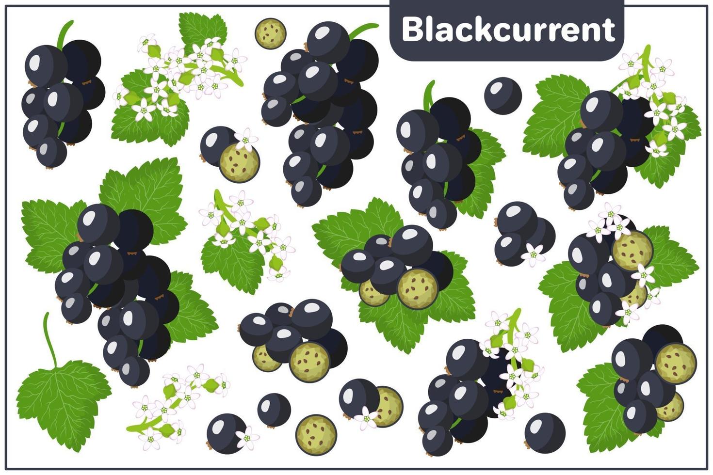 Set of vector cartoon illustrations with Blackcurrant exotic fruits, flowers and leaves isolated on white background