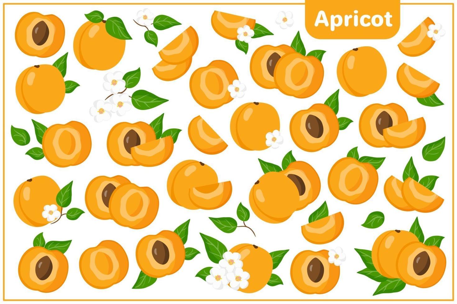 Set of vector cartoon illustrations with Apricot exotic fruits, flowers and leaves isolated on white background