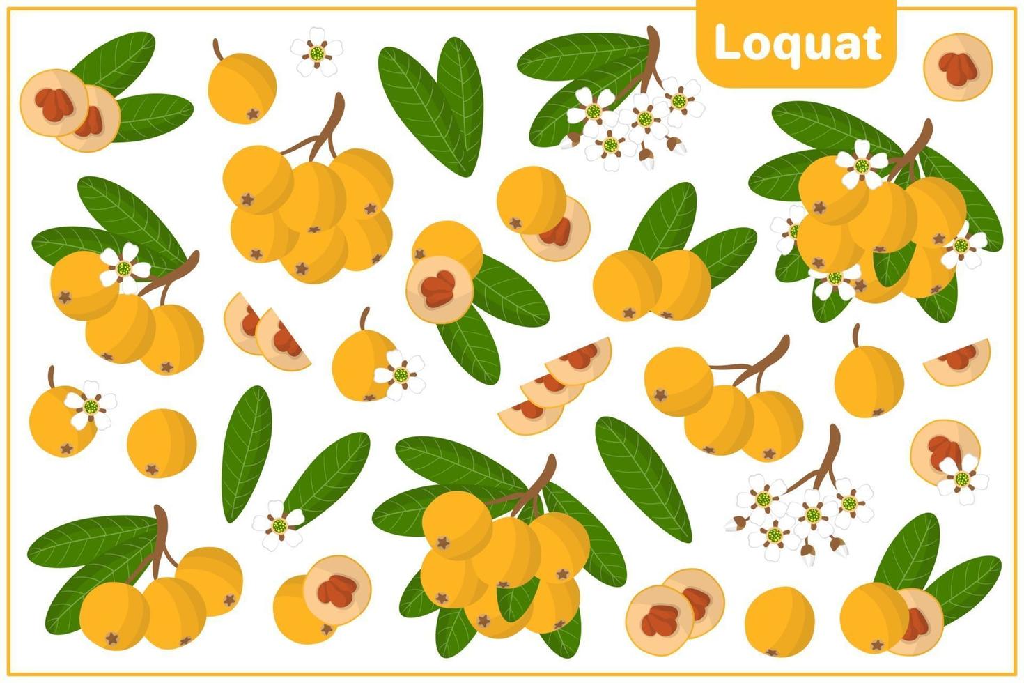 Conjunto de ilustraciones de dibujos animados vectoriales con frutas exóticas de níspero, flores y hojas aisladas sobre fondo blanco vector