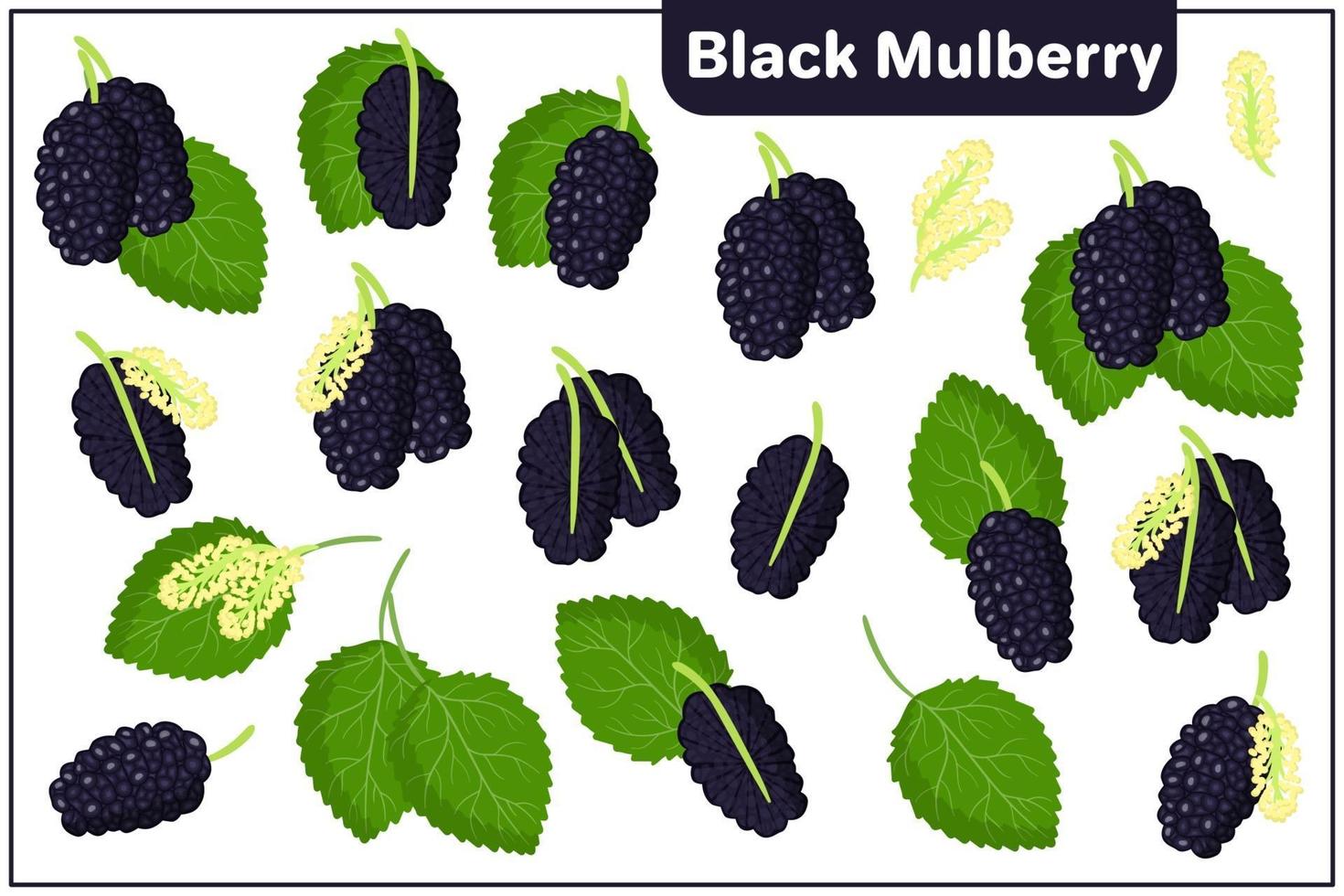 Conjunto de ilustraciones de dibujos animados vectoriales con frutas exóticas de morera negra, flores y hojas aisladas sobre fondo blanco vector