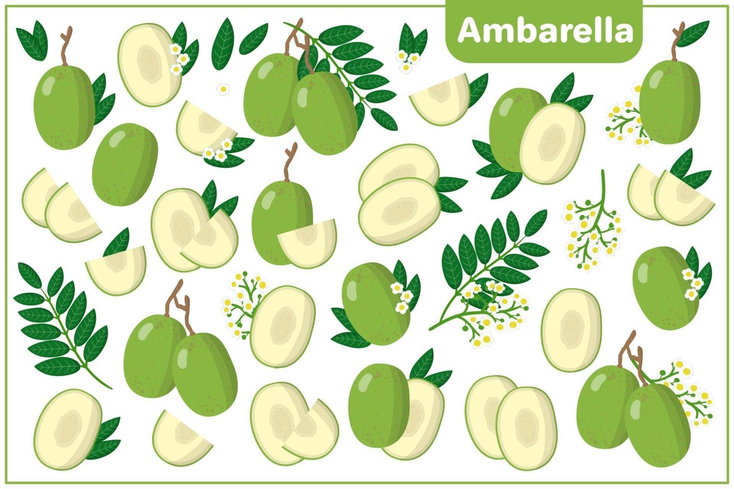 Set of vector cartoon illustrations with Ambarella exotic fruits, flowers and leaves isolated on white background