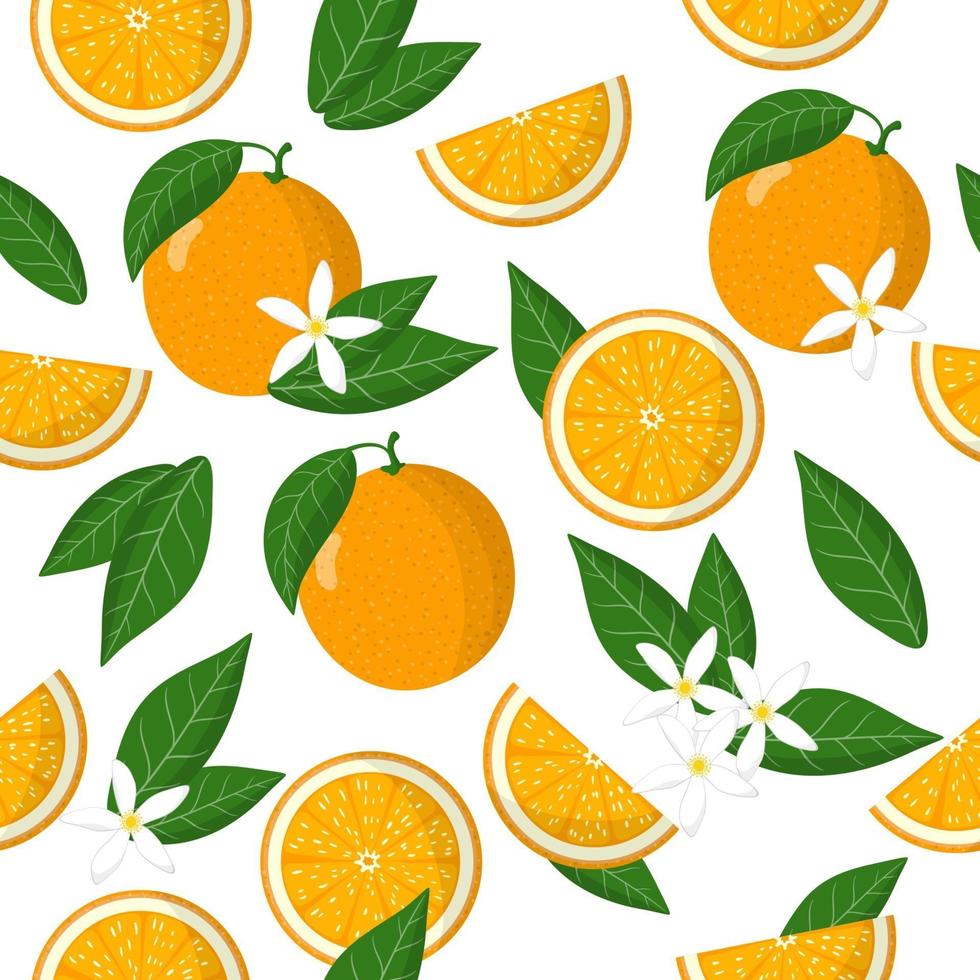 Vector cartoon seamless pattern with Citrus sinensis or Orange exotic fruits, flowers and leafs on white background