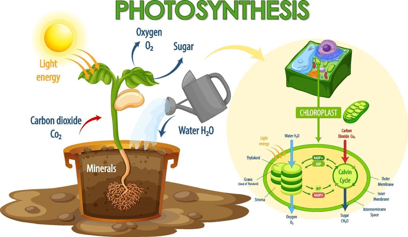 Diagrama que muestra el proceso de fotosíntesis en planta. vector