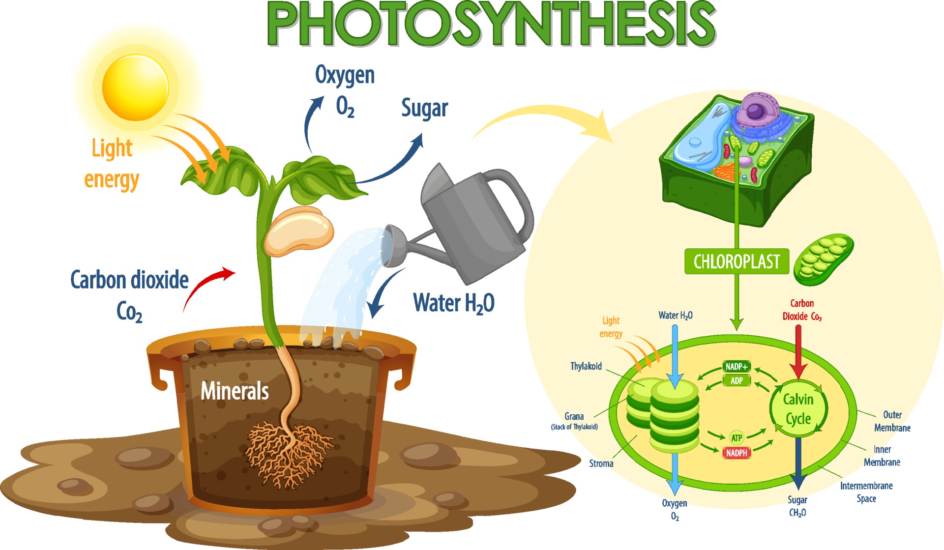 Diagram Showing Process Of Photosynthesis In Plant 2306238 Vector Art diagram-of-photosynthesis-for-biology-and-life-science-education-stock