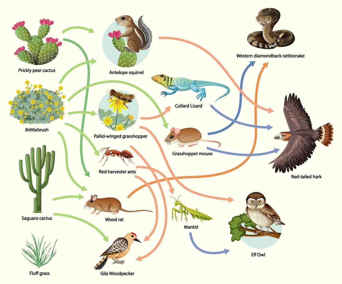 Diagrama que muestra la cadena alimentaria animal sobre fondo blanco. vector