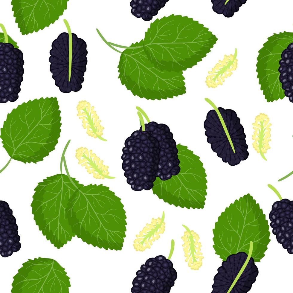 Vector cartoon seamless pattern with Black Morus or mulberries exotic fruits, flowers and leafs on white background