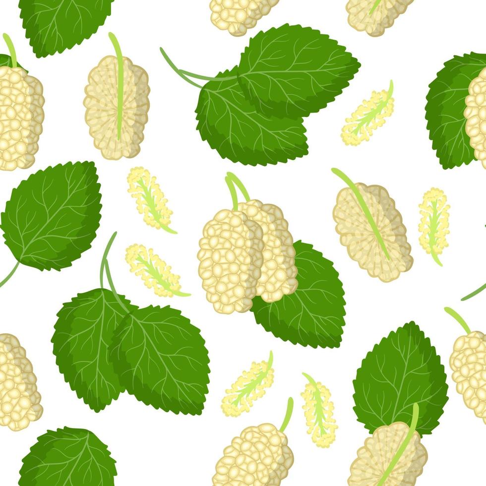 Vector cartoon seamless pattern with Morus alba or mulberries exotic fruits, flowers and leafs on white background